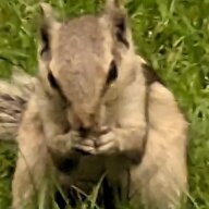 GoodLookinSquirrel