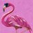 RealFunkyFlamingo